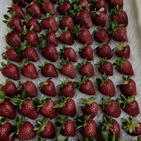 草莓苗进入订购高峰：热门品种、对版套路、穴盘苗和裸根苗怎么选，下单前看这一篇