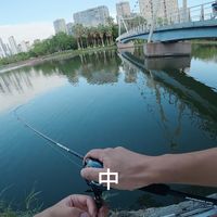 秋后选位、路亚结构 | 钓鱼8.21日报