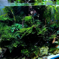 150天成景、低维护避坑 | 水族造景8.21日报