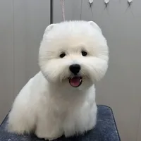 一次拔毛499元，比我剪一年头发都贵：梗犬拔毛到底是不是智商税？我把几十条真实帖子翻完了