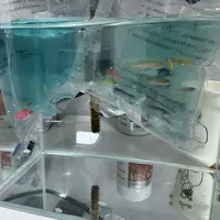 “天气太热，鱼分解了”？看完3个到货只剩一袋水的案例，再说高温尾巴上怎么买鱼
