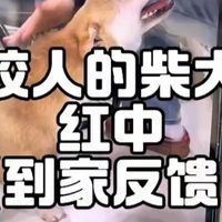 泪痕挑食应对、训犬避坑 | 养狗8.21日报