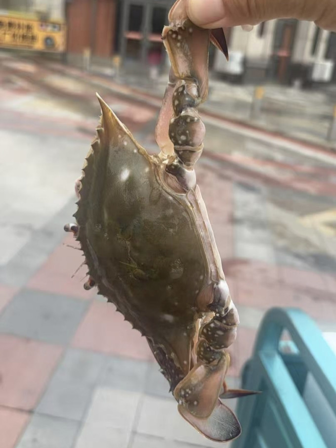 昌鲜园蟹类