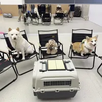 花1.58万送柴犬"上学"，狗只学会了挨打，法院判全退：翻完全网避雷帖，我整理出这份"送狗上学"决策清单