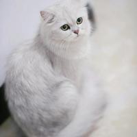 凌晨3点猫叫得撕心裂肺，兽医：超过24小时肾衰，0-3年铲屎官必看
