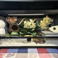 处暑别急着松口气：秋老虎的温差比三伏天更要命，养守宫、蛇、龟的先对照这张表自查