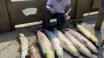 白云湖徒手拽出60斤鳡鱼：8月四条米级“鱼霸”刷爆全网，这水到底怎么了