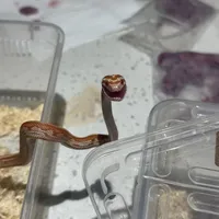 曾经上万的蛇如今几十块，但眼下也是最容易踩坑的时候：翻完全网行情的出壳季买蛇指南