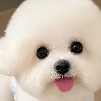 比熊还是泰迪？先搞清楚：“泰迪”根本不是犬种，4个名字背后其实是3种狗