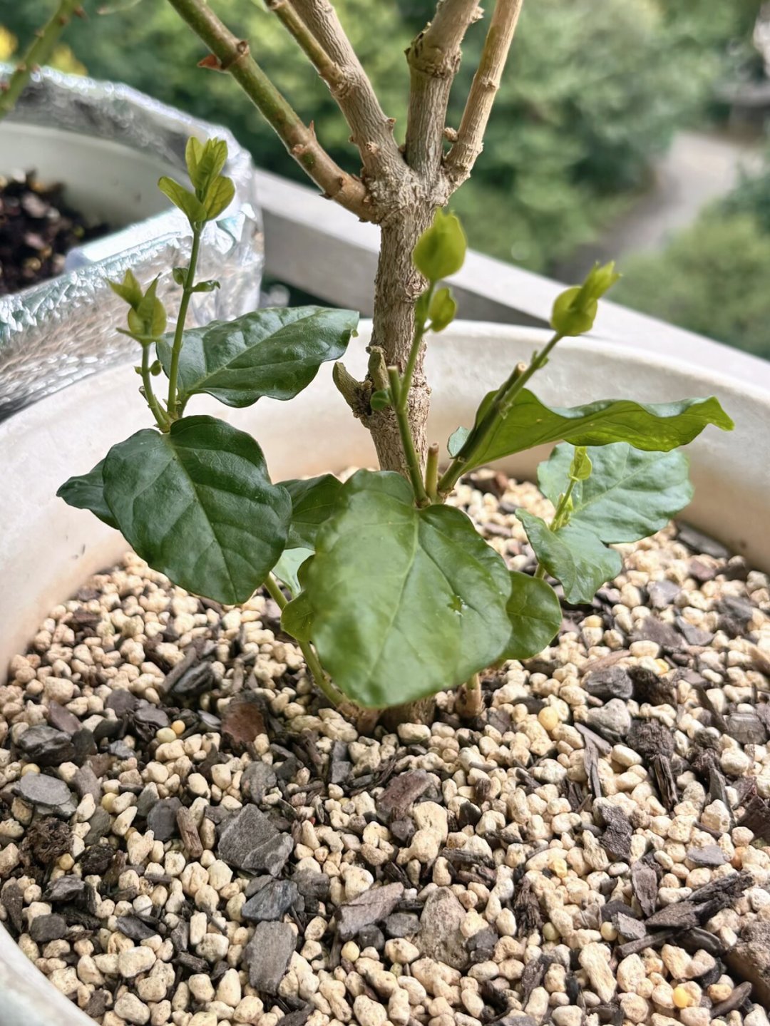 茉莉刚开完花?8月下旬是今年最后一波追花窗口,剪不剪、怎么剪,看你那里还剩多少暖日子