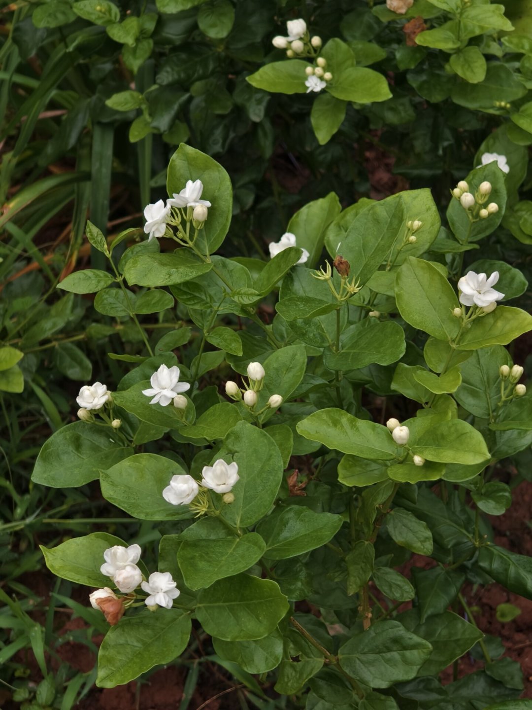 茉莉刚开完花?8月下旬是今年最后一波追花窗口,剪不剪、怎么剪,看你那里还剩多少暖日子