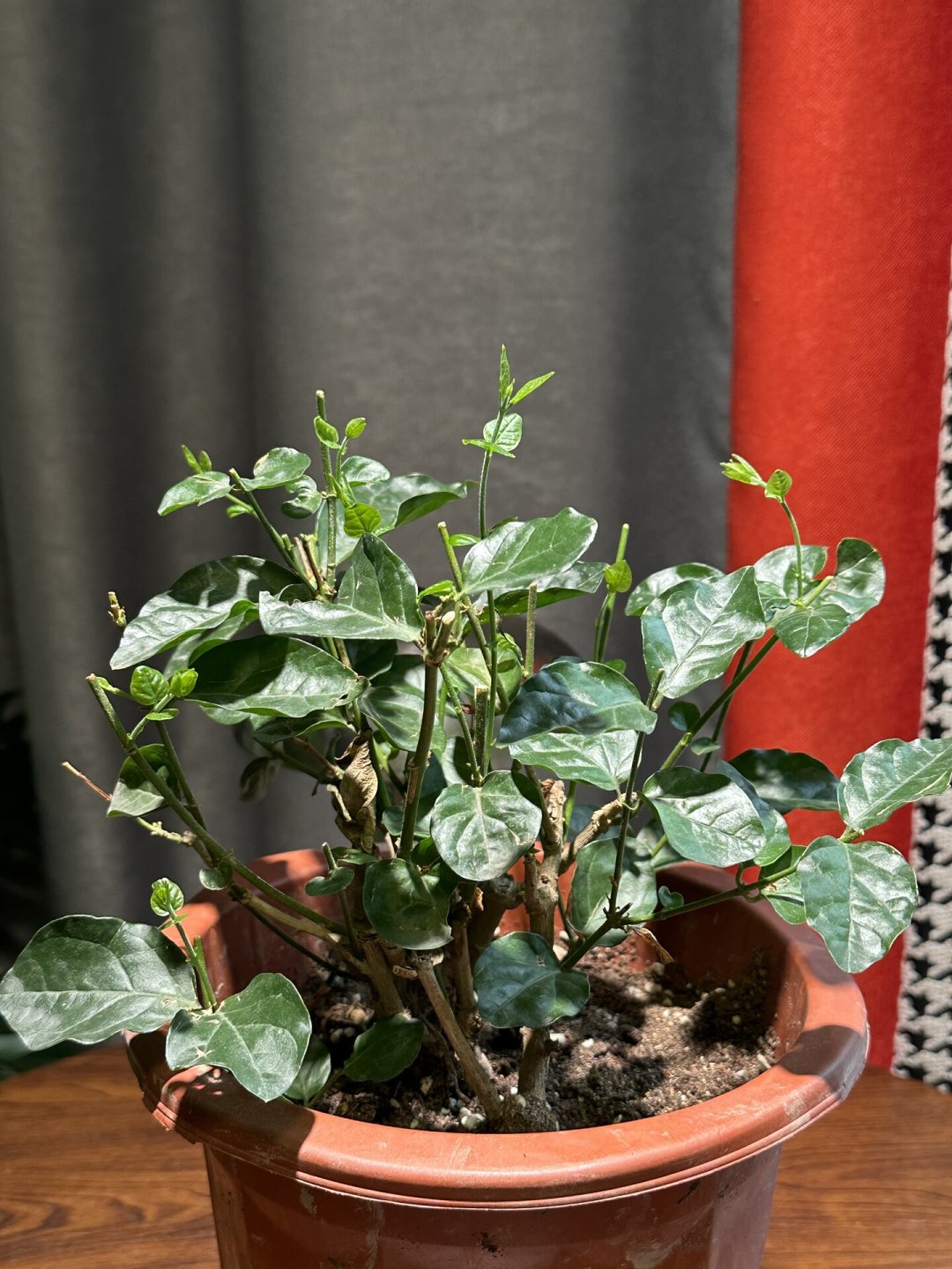 茉莉刚开完花?8月下旬是今年最后一波追花窗口,剪不剪、怎么剪,看你那里还剩多少暖日子
