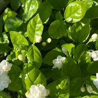茉莉刚开完花？8月下旬是今年最后一波追花窗口，剪不剪、怎么剪，看你那里还剩多少暖日子