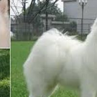 狗狗主食湿粮补水参考：6 款兼顾日常泌尿友好的选择