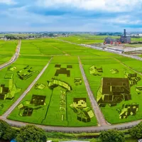 去年画鬼灭，今年画Minecraft：埼玉2.8万平米世界最大稻田画正当季，东京1.5小时一日往返攻略