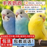虎皮鹦鹉到底值不值得养？新手手养体验分享，会说话会蹭手心