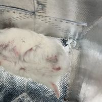仓鼠度夏降温账：0元有0元的办法，网红陶瓷窝有3个坑