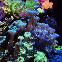 夏天海缸水位一两天悄悄降一厘米：补错水是慢性毒，补错设备是全缸团灭