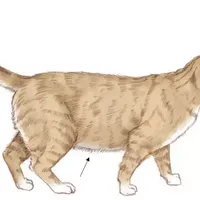 你的猫可能一直被喂多了：室内绝育猫喂食量计算表，从热量到克数