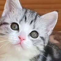 美短掉毛严重吃什么猫粮好？2026年8月美毛猫粮实测推荐