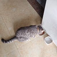 挑食软便猫闭眼冲✅蓝氏乳鸽猫粮真的太能长肉!