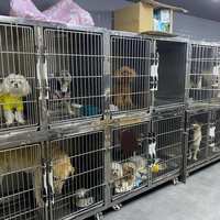 持牌训犬师被寄养9天的狗咬死：那次“失控”的预警信号，其实每天都在你家出现