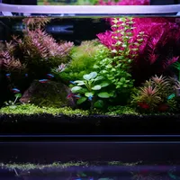 秋季开缸前，先把CO2这笔账算清楚：钢瓶、灭火器、抛弃式、DIY，用3年谁更省