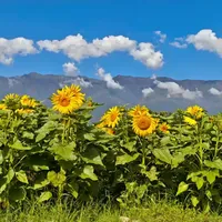 避暑旅居一个月花2700元？我翻遍全网十几份真实账单，把这笔账算清了