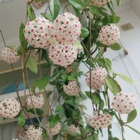 先别动剪刀：球兰花谢后那根秃杆，是它的“复花开关”，剪错等一年
