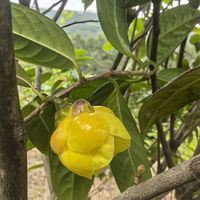 防城金花茶