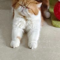 加菲猫泪痕去不掉？先别急着下单泪痕粉：这个“出厂设置”问题要的不是“治”，是“管理”