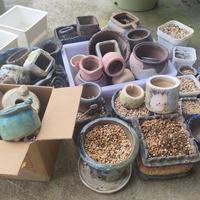 夏天还没过去，“收盆”已经开始了：多肉度夏年度盘点，和一个比盛夏更危险的高危期