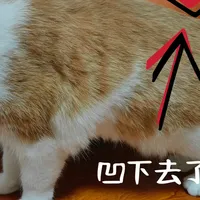 「猫粮瘫」事件发酵四十多天，维生素B1成了养猫人的新焦虑：哪些猫真要补、怎么补不交智商税