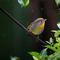 X-T6跳票，它却可能先发：XF400mm F4.5曝光，看懂富士5390到21400元的打鸟长焦梯队