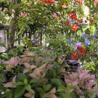 日历说入秋，温度计说36℃：秋花别急着下手，这份按温度分档的入手清单请收好