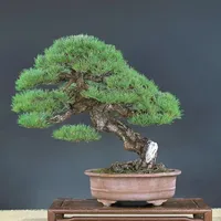 黑松切芽后冒出4、5个芽，该留几个？八月下旬定芽窗口期，留强留弱一次说清