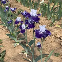 Iris 秋季入手窗口开了：德国鸢尾裸根从9.9包邮到上千元一球，下手前先核对这5个坑
