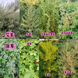 北方花粉季正式开局：抗过敏的药不贵，但坑不少——翻完疾控提示和协和的建议，该买啥、别买啥、哪些能救命，都给你理好了