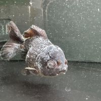 处暑一过鱼开始冒白点，先别急着买药：把小瓜虫的生活史看完，再决定升温、下盐还是下药