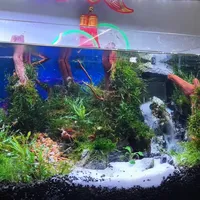 草缸秋天能开缸，但开早了可能比开晚了更亏：各地开缸窗口对照，按“春节成景”倒推排期