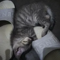 八月下旬捡到奶猫，先别急着带回家：我翻完全网20多篇高热捡猫攻略和这周的求助帖，整理出“头24小时”判断流和三档预算账本