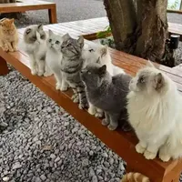 领养流浪猫，审核比面试还严？我翻了条5000+评论的争论帖，把审核要求逐条拆开：哪些是为猫好，哪些是盯着你的钱包