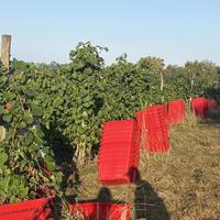 勃艮第采收打破近500年纪录,香槟创200年最早,但“早收年”≠“大年”:下手前先弄清三件事