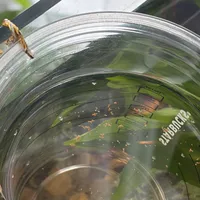 9个月生了800条：孔雀鱼进入"生育机器"模式前，这三笔账你得先算
