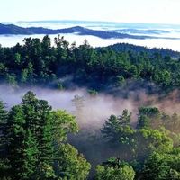 山里的“恒温22℃”多半是清晨的数：处暑要来了热没下线，森林浴避暑先看海拔、风和水