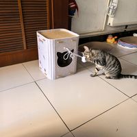 猫窝试睡测评｜两只猫抢着住，排队等床位太真实了😂