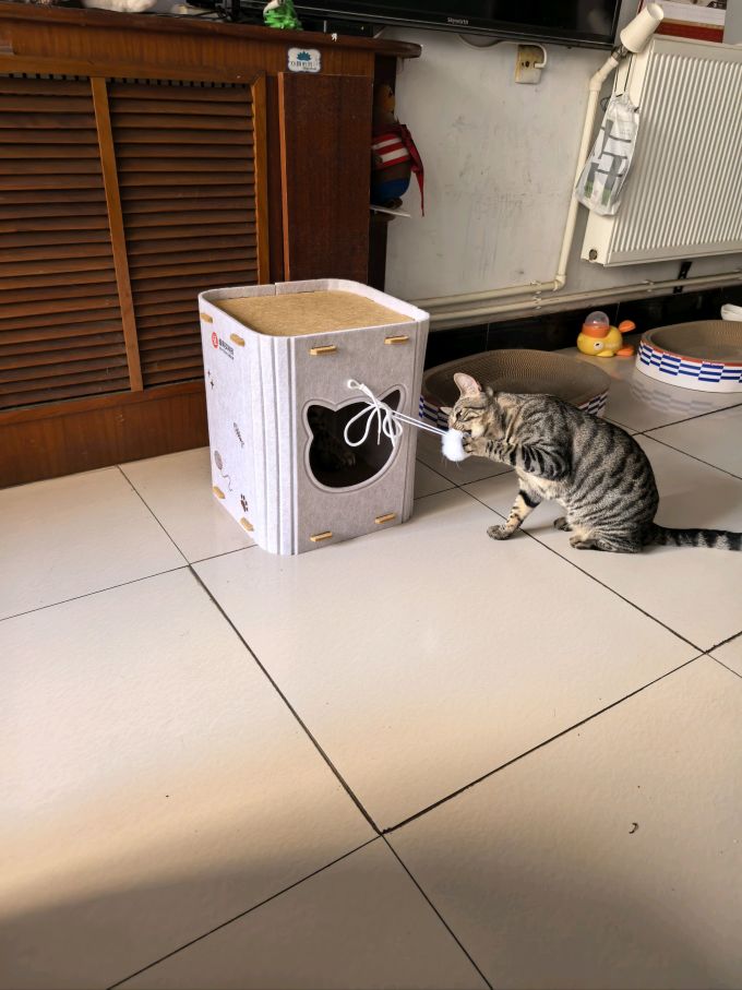 猫狗窝