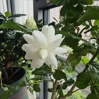 茉莉黄叶别急着浇硫酸亚铁：八月四种高发黄叶，最常见的一种要先停水