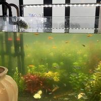 缸水一绿就急着买河蚌？先避开三个致命坑，再谈8月的绿水怎么治