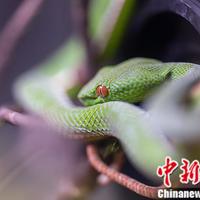 驱蛇粉、雄黄基本防不住蛇？翻完一圈实测才明白：真正管用的3件事基本不花钱